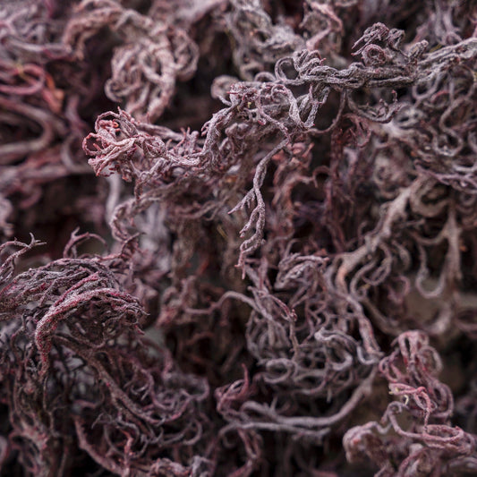 Wholesale Purple Sea Moss