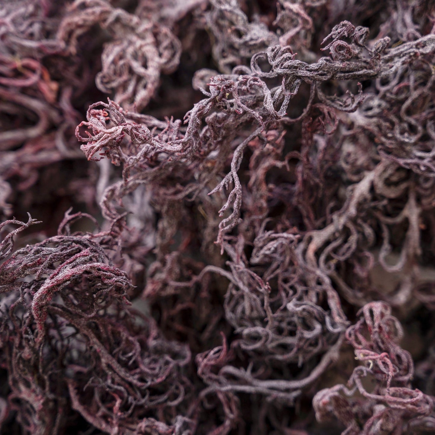 Wholesale Purple Raw Sun Dried Wildcrafted Sea Moss - 3kg