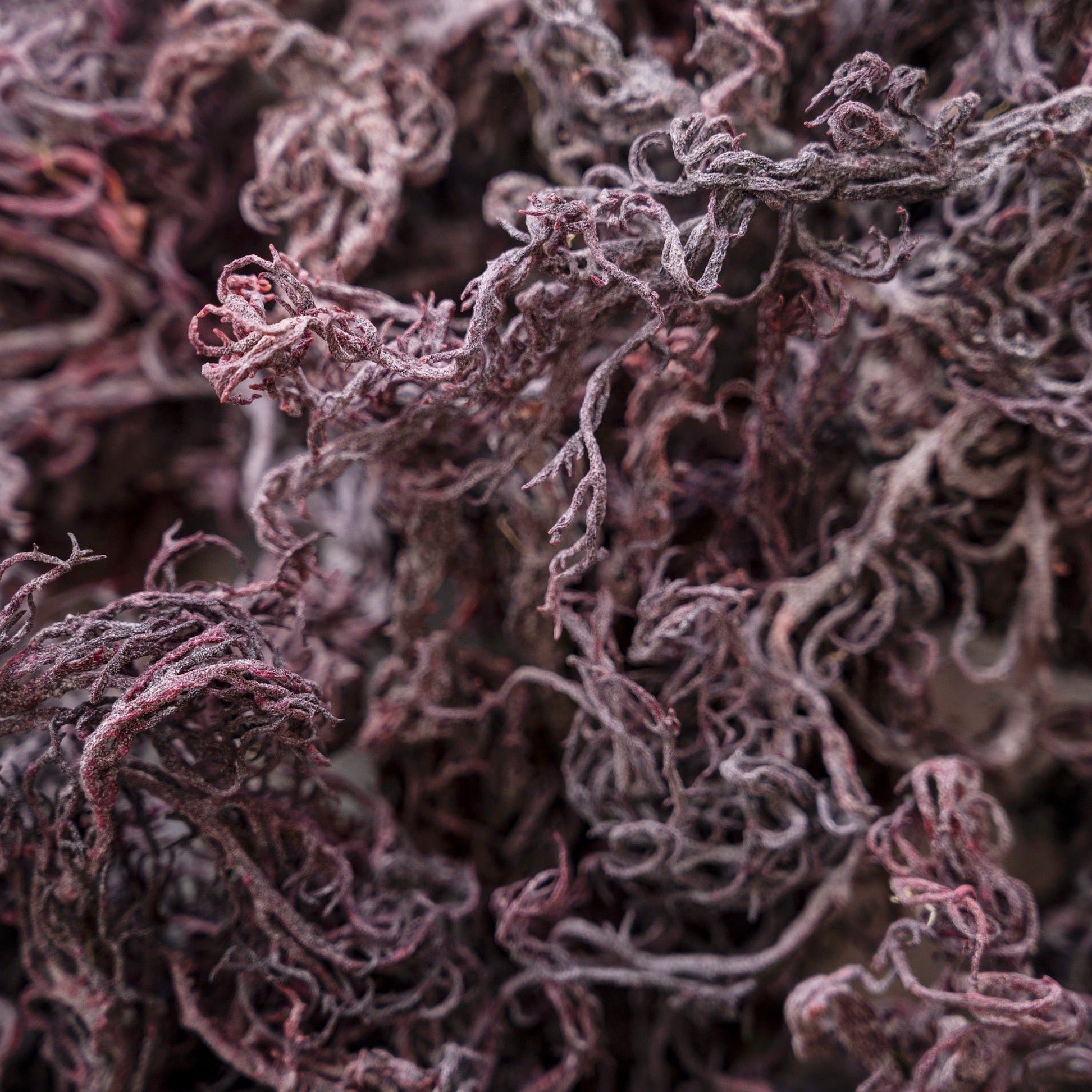 Wholesale Purple Sea Moss