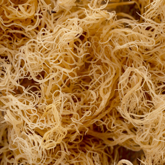 Wholesale Raw Sun Dried Wildcrafted Sea Moss